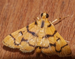 Dichocrocis erixantha