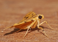 Dichocrocis erixantha