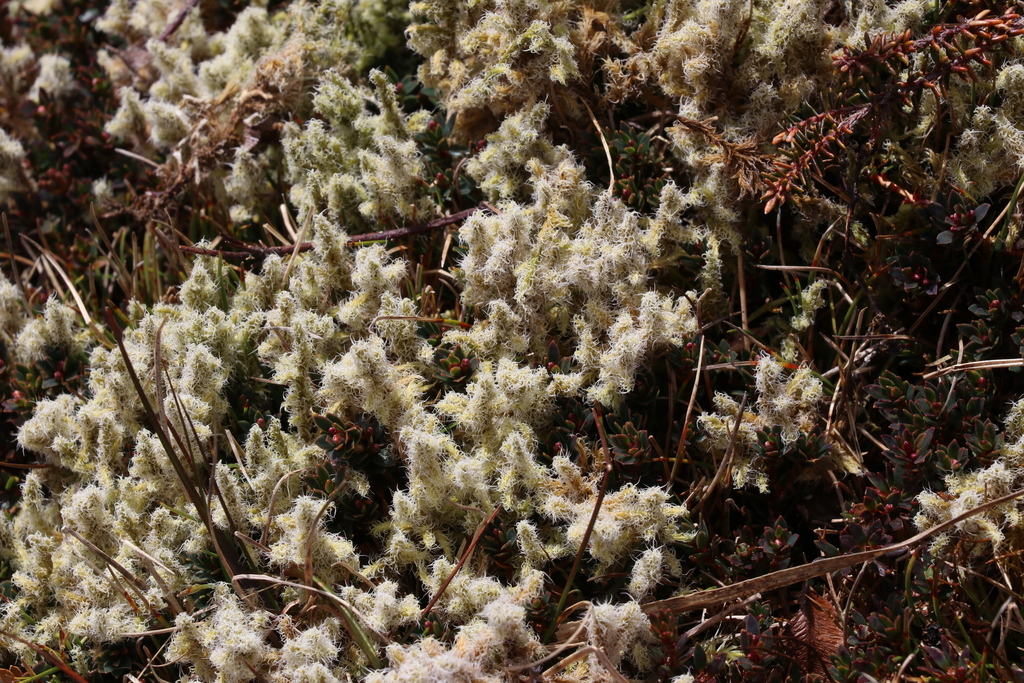 Woolly Fringe-moss from Moonshine Valley, Upper Hutt, New Zealand on ...