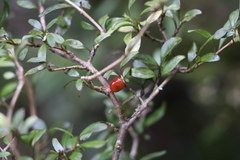 Coprosma colensoi