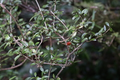 Coprosma colensoi