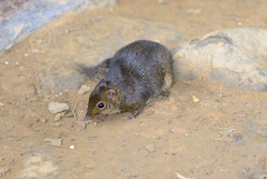 Sundasciurus everetti