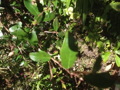 Gaultheria paniculata