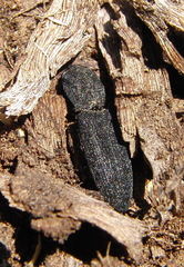 Lacon punctatus
