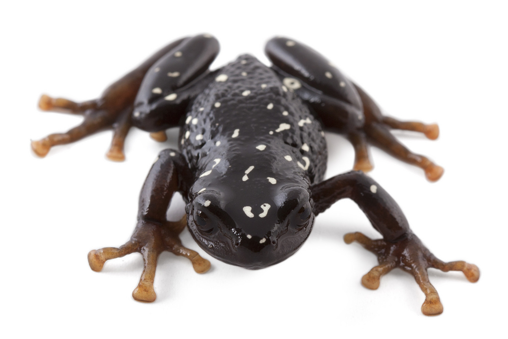 Bolivar Robber Frog