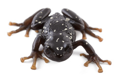 Bolivar Robber Frog photo 1