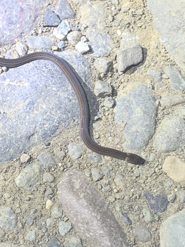 Photo of a Cope's Tropical Ground Snake (Trimetopon pliolepis)