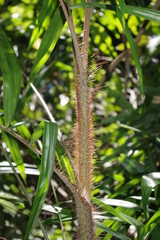 Calamus australis