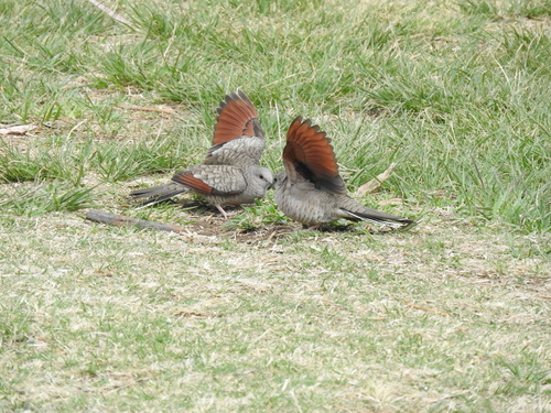 Inca Dove, Parque Sahuatoba, Parque Guadiana, 34108 Durango, Dgo., México, photo 7 of 10