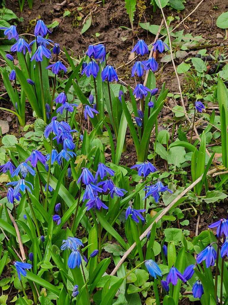 Siberian Squill From Durham, Uk On March 18, 2023 At 02:37 Pm By Alison 