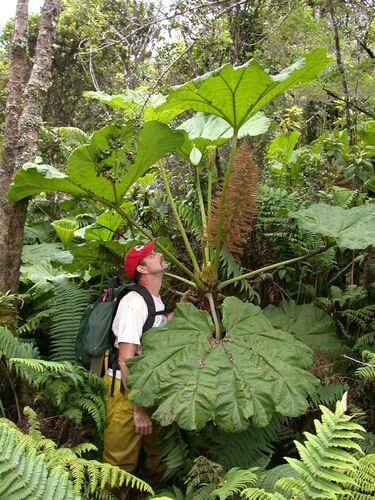 Gunnera petaloidea observed 2002-06-27