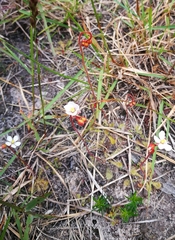 Drosera natalensis
