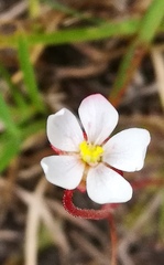 Drosera natalensis