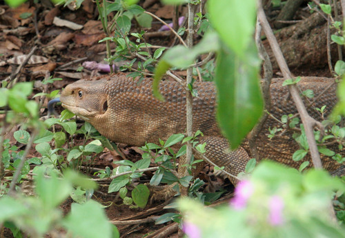 Black-throated Monitor