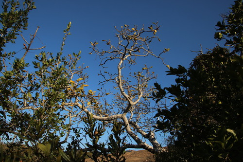 Ficus glumosa (Ficus glumosa)