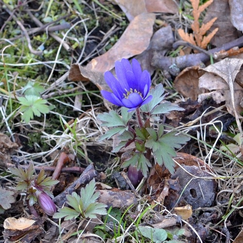 Anemone blanda