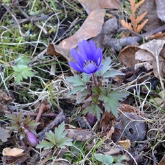 Anemone blanda