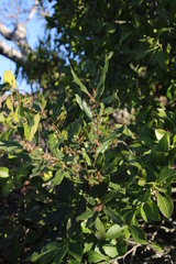 Euclea natalensis angustifolia