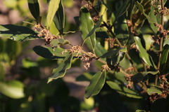 Euclea natalensis angustifolia