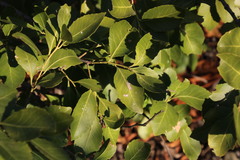 Maytenus undata