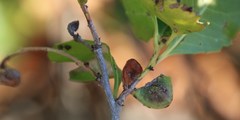 Maytenus undata