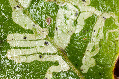 Phytomyza primulae