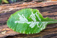 Phytomyza primulae