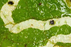 Phytomyza primulae