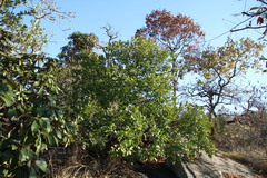 Maytenus undata