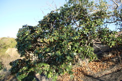 Maytenus undata