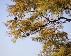 Jacaranda mimosifolia