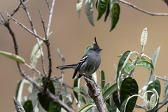 Ash-Breasted Tit-Tyrant photo 2