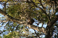 Jacaranda mimosifolia