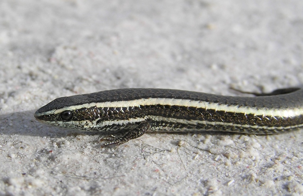 Striped Spectacled Tegu