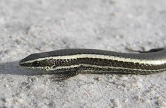 Striped Spectacled Tegu photo 2