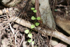 Stellaria parviflora