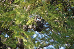 Jacaranda mimosifolia