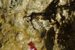 Lepidochitona caprearum