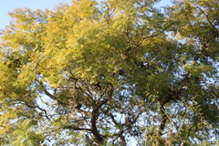 Jacaranda mimosifolia