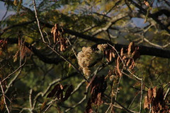 Senegalia ataxacantha