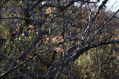 Senegalia ataxacantha