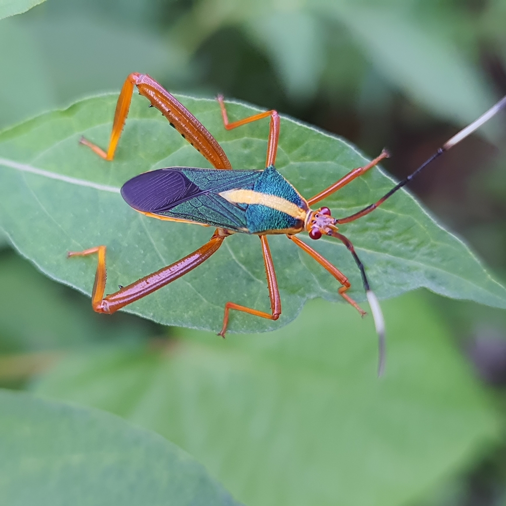 Lucullia flavovittata