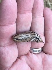 Xylophanes falco