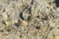 Patella ulyssiponensis