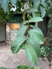 Psidium guajava image