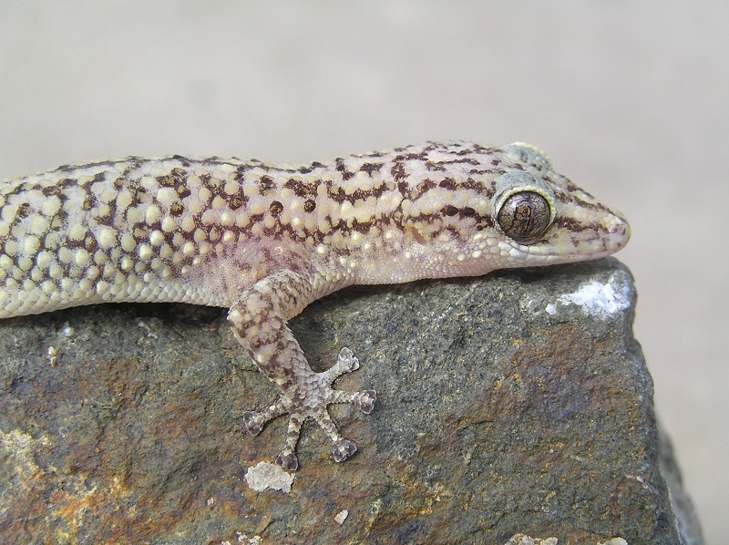 Dutch Leaf-Toed Gecko