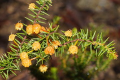 Phyllodineae