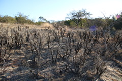 Xerophyta retinervis