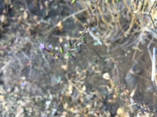 Image of Plumbago pulchella by (c) Oscar C. González Martínez, some rights reserved (CC BY-SA)
