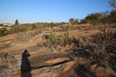 Xerophyta retinervis